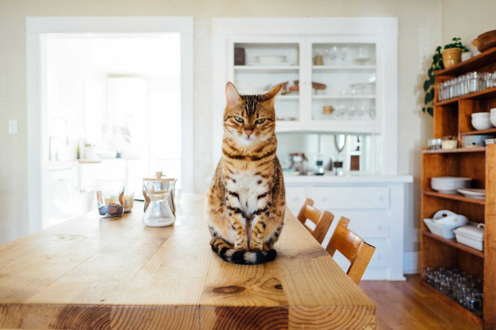 Cat relaxing at home